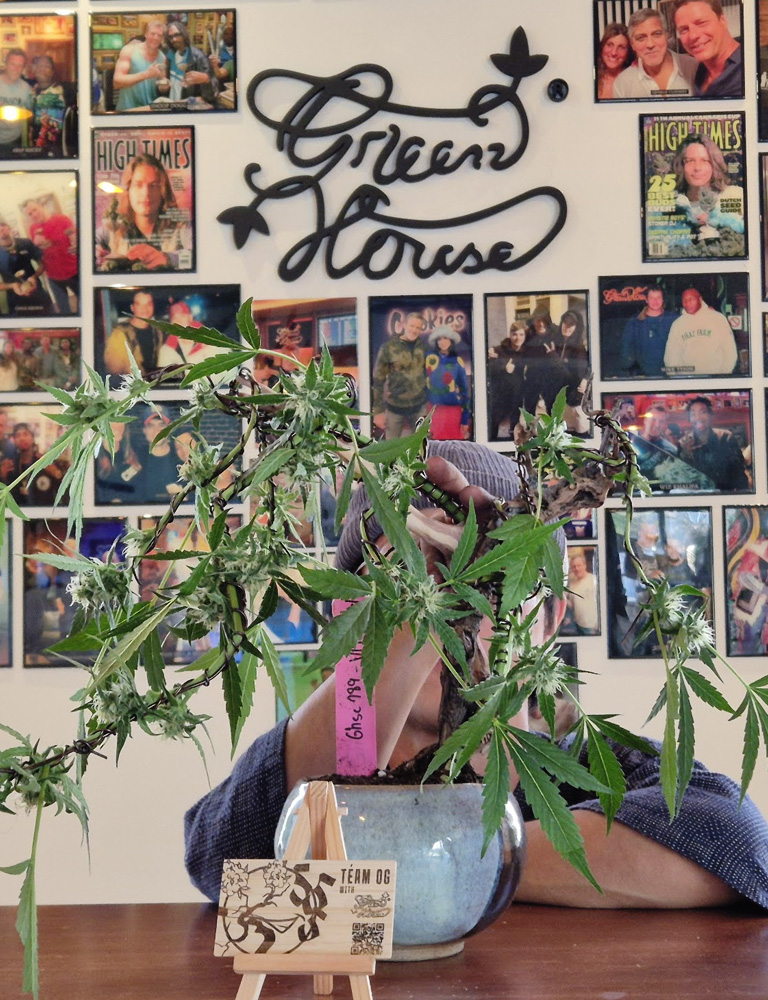 Ganja Bonsai with Green House Thailand